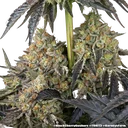 Black Cherry Gushers | PHOTOFEM | Barneys Farm - Freigestellt 2026-05-31
