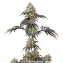 Black Cherry Gushers | PHOTOFEM | Barneys Farm - Freigestellt 2026-05-31