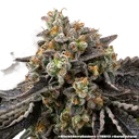 Black Cherry Gushers | PHOTOFEM | Barneys Farm - Freigestellt 2026-05-31