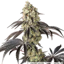Black Cherry Gushers | PHOTOFEM | Barneys Farm - Freigestellt 2026-05-31
