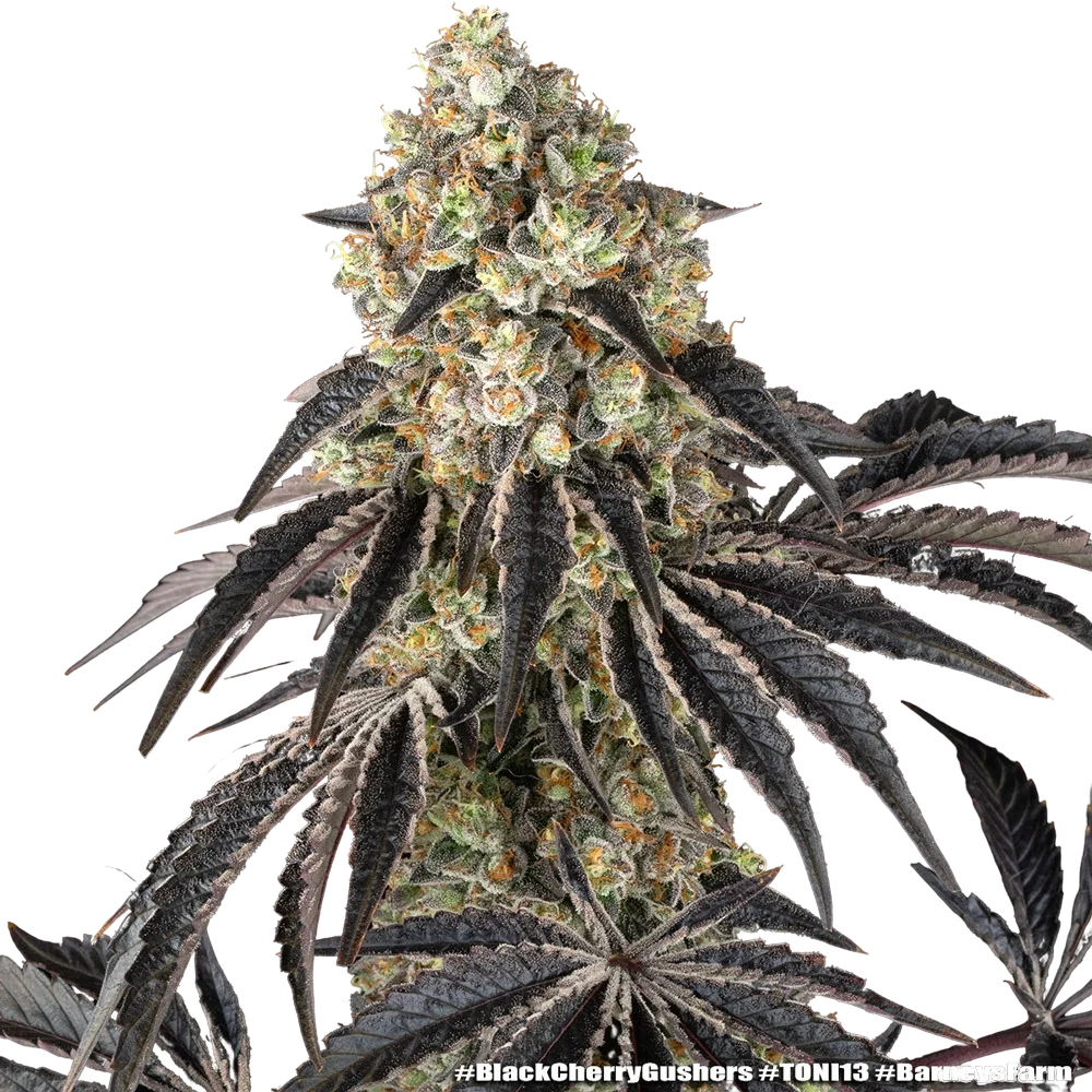 Black Cherry Gushers | PHOTOFEM | Barneys Farm - Freigestellt 2026-05-31
