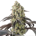 Black Cherry Gushers | PHOTOFEM | Barneys Farm - Freigestellt 2026-05-31