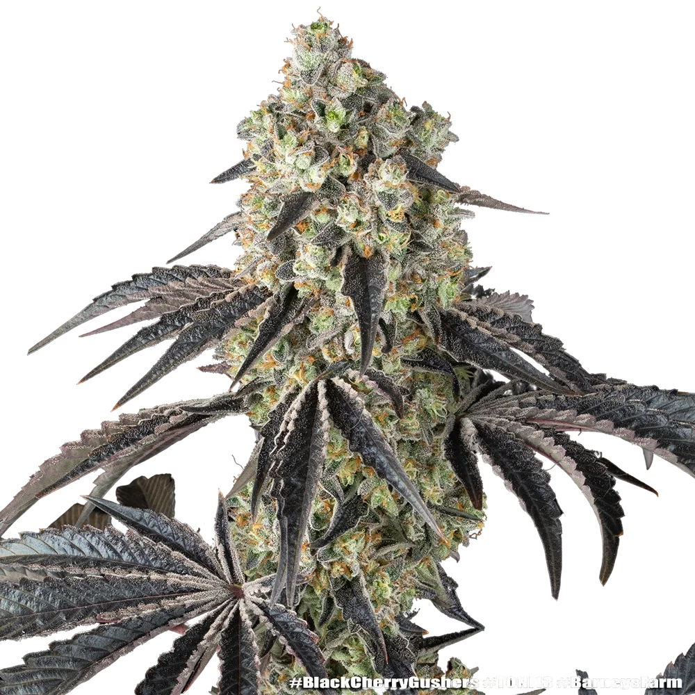 Black Cherry Gushers | PHOTOFEM | Barneys Farm - Freigestellt 2026-05-31