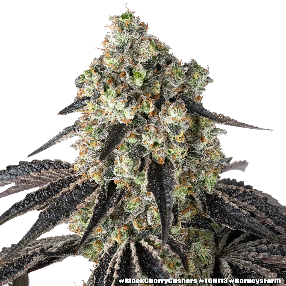 Black Cherry Gushers | PHOTOFEM | Barneys Farm - Freigestellt 2026-05-31