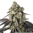 Black Cherry Gushers | PHOTOFEM | Barneys Farm - Freigestellt 2026-05-31
