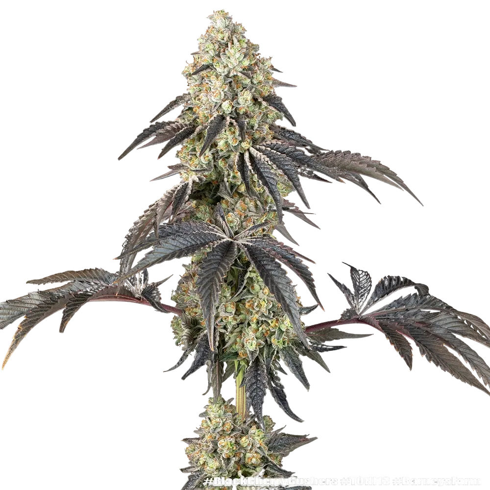 Black Cherry Gushers | PHOTOFEM | Barneys Farm - Freigestellt 2026-05-31