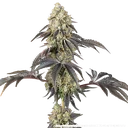 Black Cherry Gushers | PHOTOFEM | Barneys Farm - Freigestellt 2026-05-31