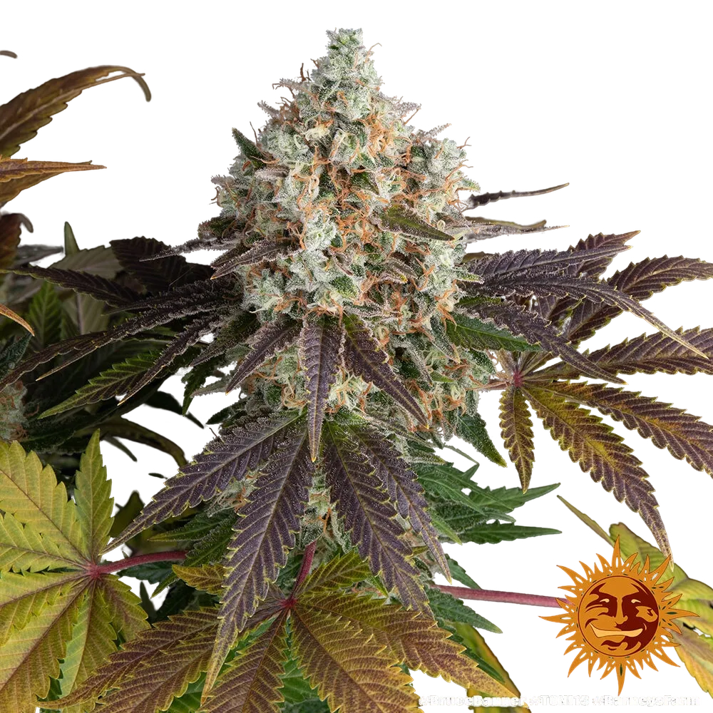 Bruce Banner | PHOTOFEM | Barneys Farm - Freigestellt 2026-05-31