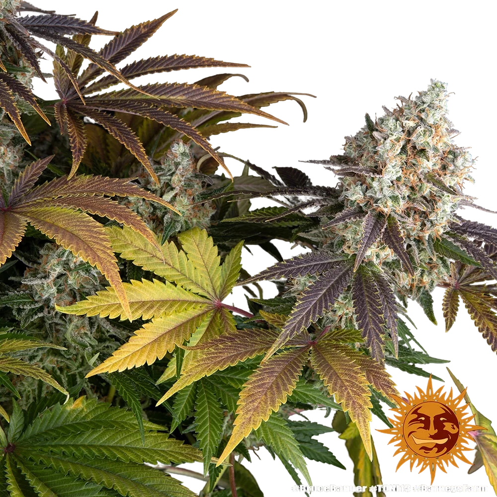 Bruce Banner | PHOTOFEM | Barneys Farm - Freigestellt 2026-05-31