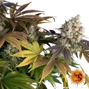 Bruce Banner | PHOTOFEM | Barneys Farm - Freigestellt 2026-05-31