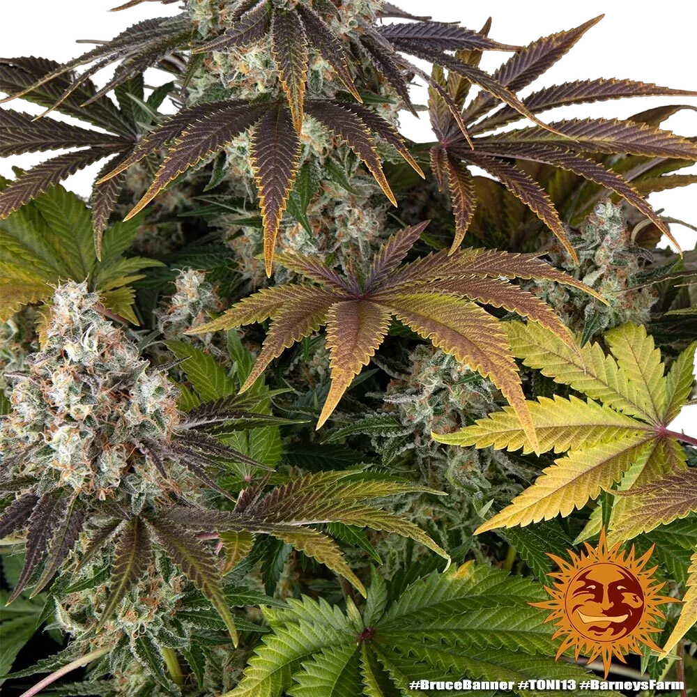 Bruce Banner | PHOTOFEM | Barneys Farm - Freigestellt 2026-05-31