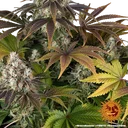 Bruce Banner | PHOTOFEM | Barneys Farm - Freigestellt 2026-05-31