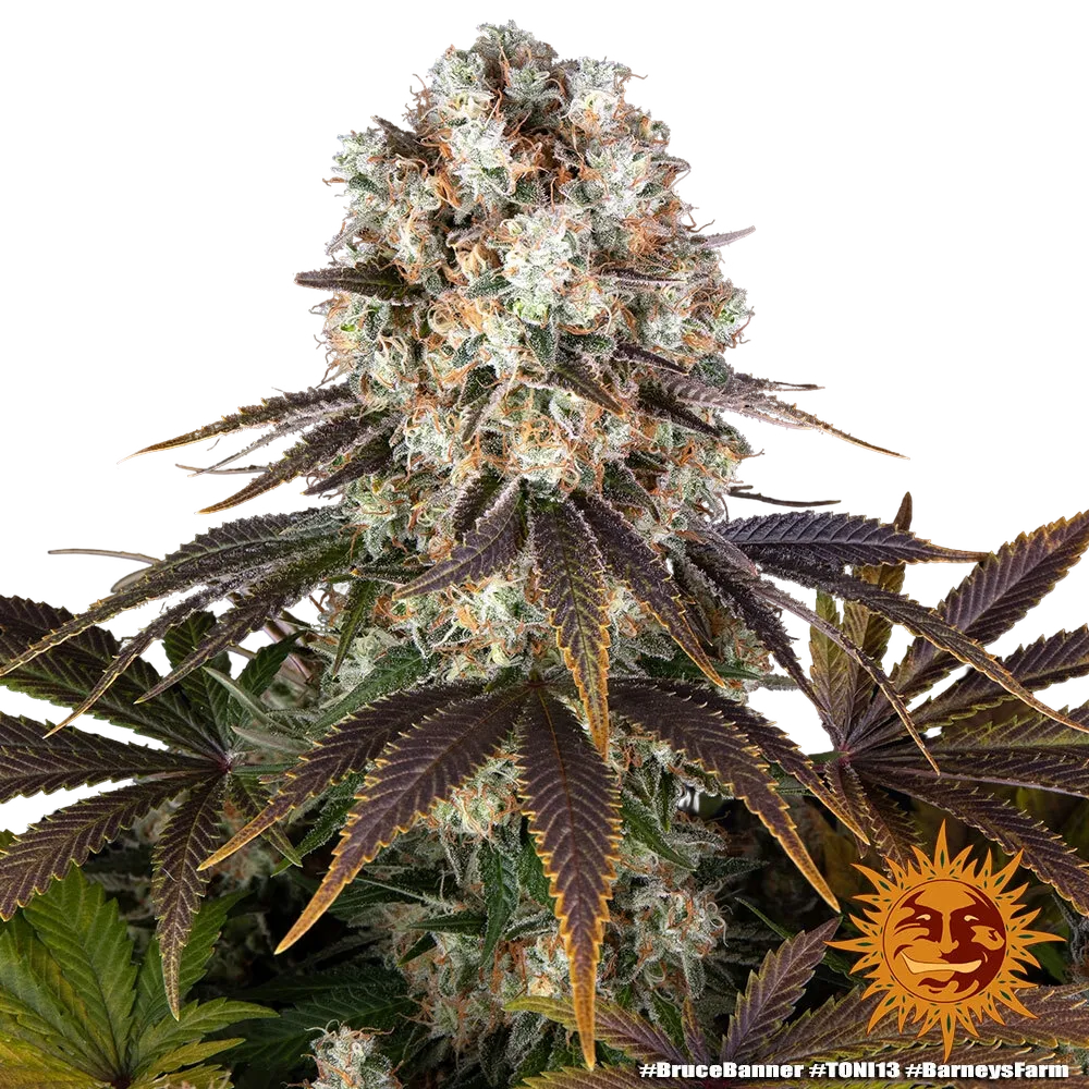 Bruce Banner | PHOTOFEM | Barneys Farm - Freigestellt 2026-05-31