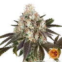 Bruce Banner | PHOTOFEM | Barneys Farm - Freigestellt 2026-05-31