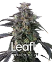 Candy Pack | PHOTOFEM | Barneys Farm - Freigestellt 2026-05-31