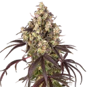 Candy Pack | PHOTOFEM | Barneys Farm - Freigestellt 2026-05-31