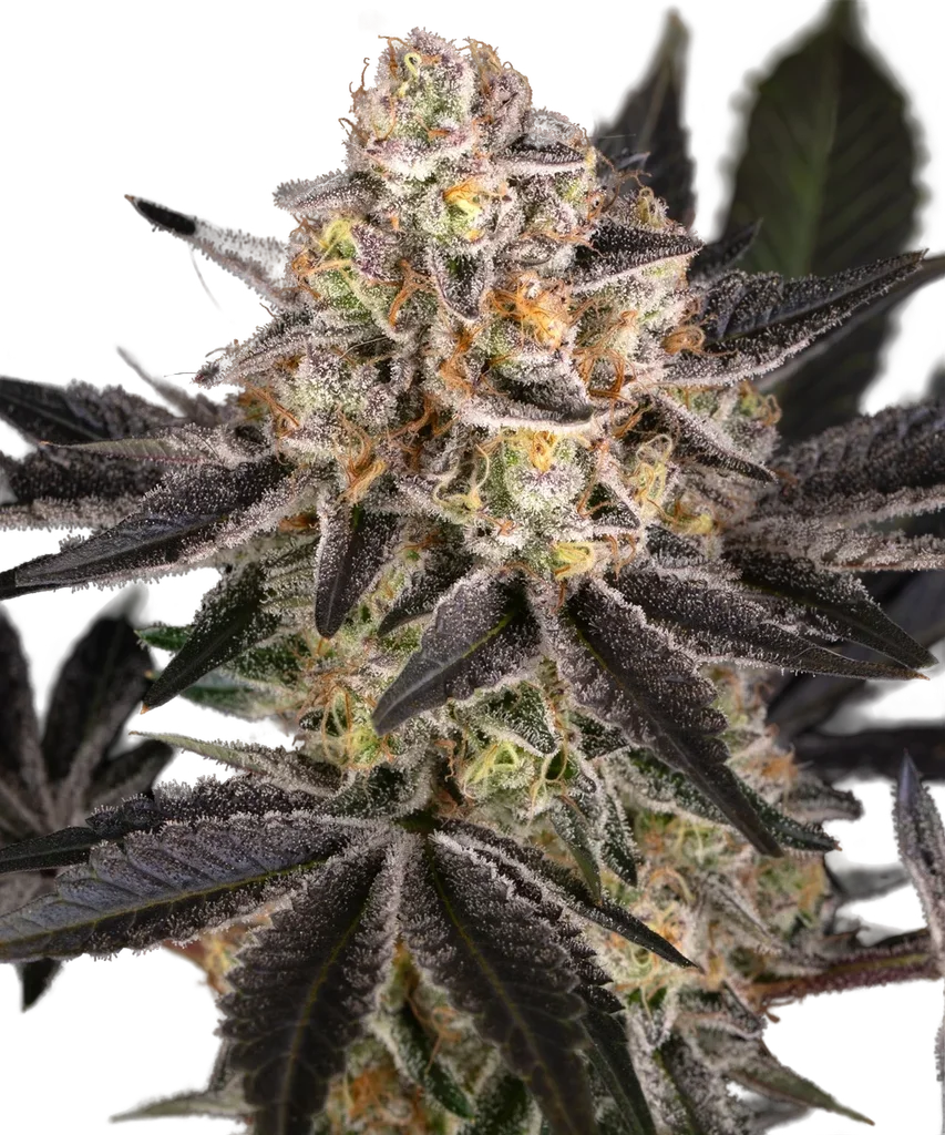 Candy Pack | PHOTOFEM | Barneys Farm - Freigestellt 2026-05-31