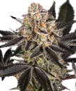 Candy Pack | PHOTOFEM | Barneys Farm - Freigestellt 2026-05-31