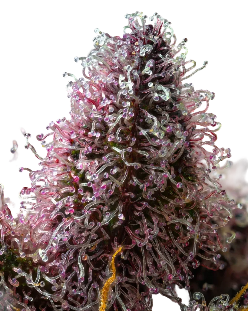 Cherry Poppers | PHOTOFEM | Barneys Farm - Freigestellt 2026-05-31