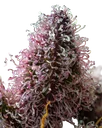 Cherry Poppers | PHOTOFEM | Barneys Farm - Freigestellt 2026-05-31
