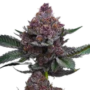 Cherry Poppers | PHOTOFEM | Barneys Farm - Freigestellt 2026-05-31