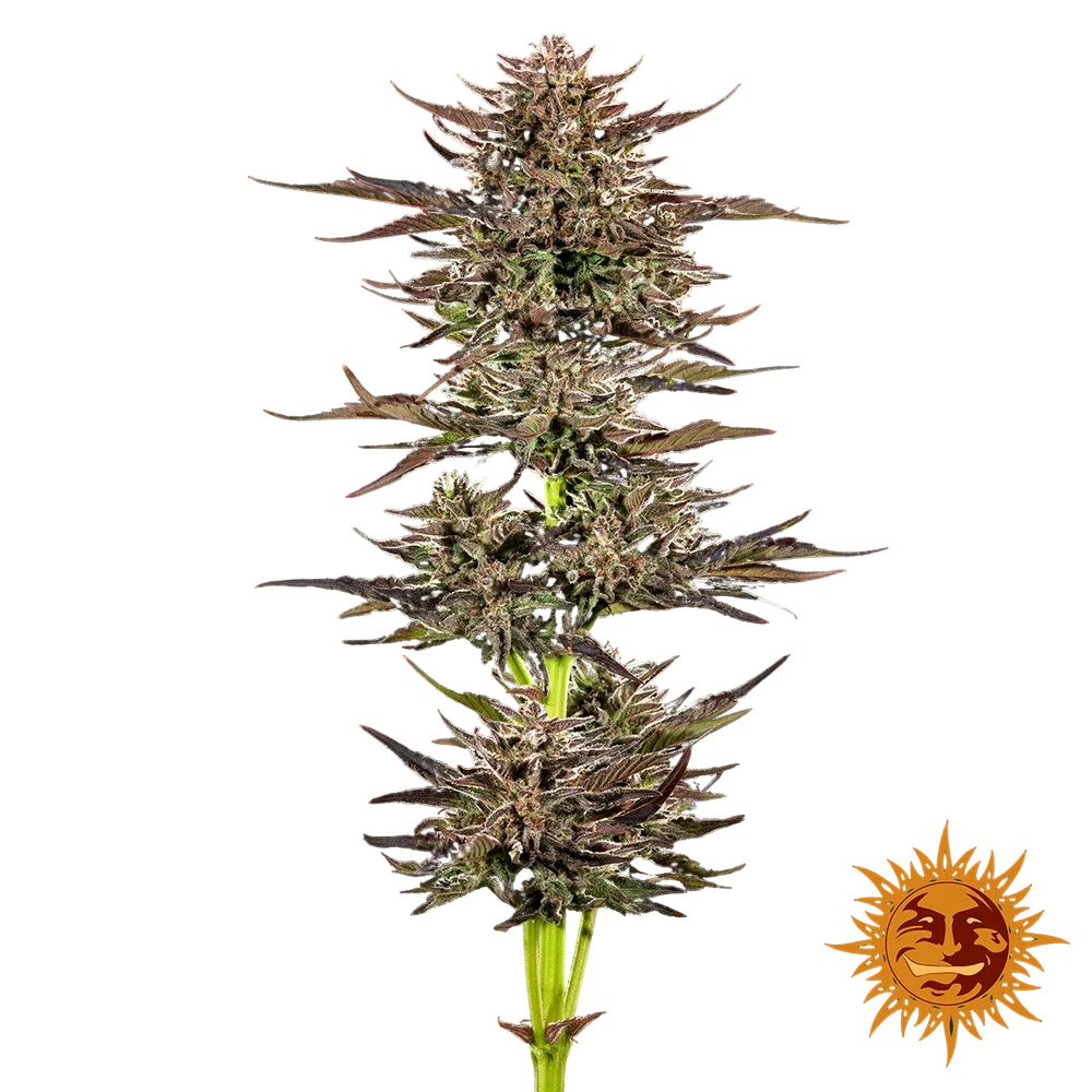 Frosted Zinn x 3 Bears OG | AUTOFEM | Barneys Farm - Freigestellt 2026-05-31