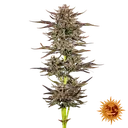 Frosted Zinn x 3 Bears OG | AUTOFEM | Barneys Farm - Freigestellt 2026-05-31