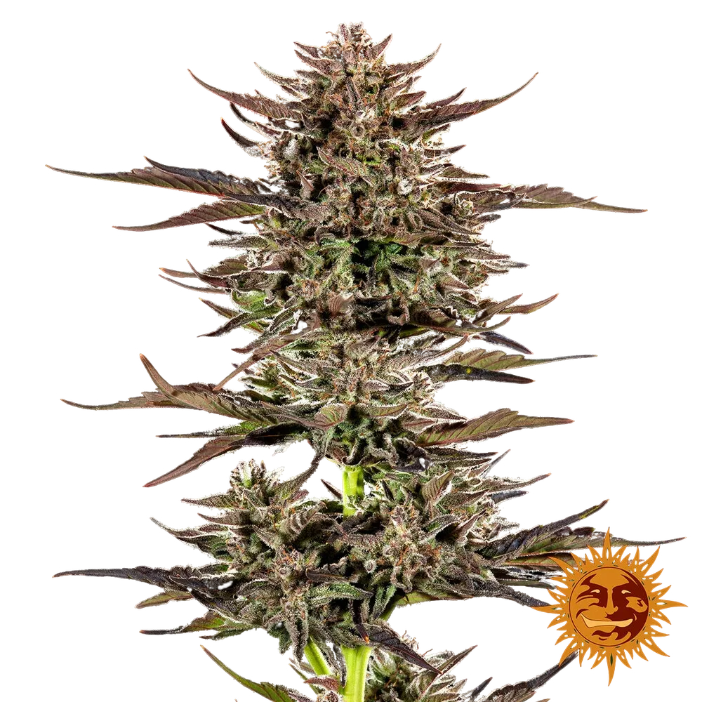 Frosted Zinn x 3 Bears OG | AUTOFEM | Barneys Farm - Freigestellt 2026-05-31