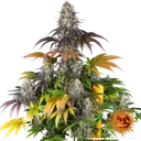 Gary Payton | PHOTOFEM | Barneys Farm - Freigestellt 2026-05-31