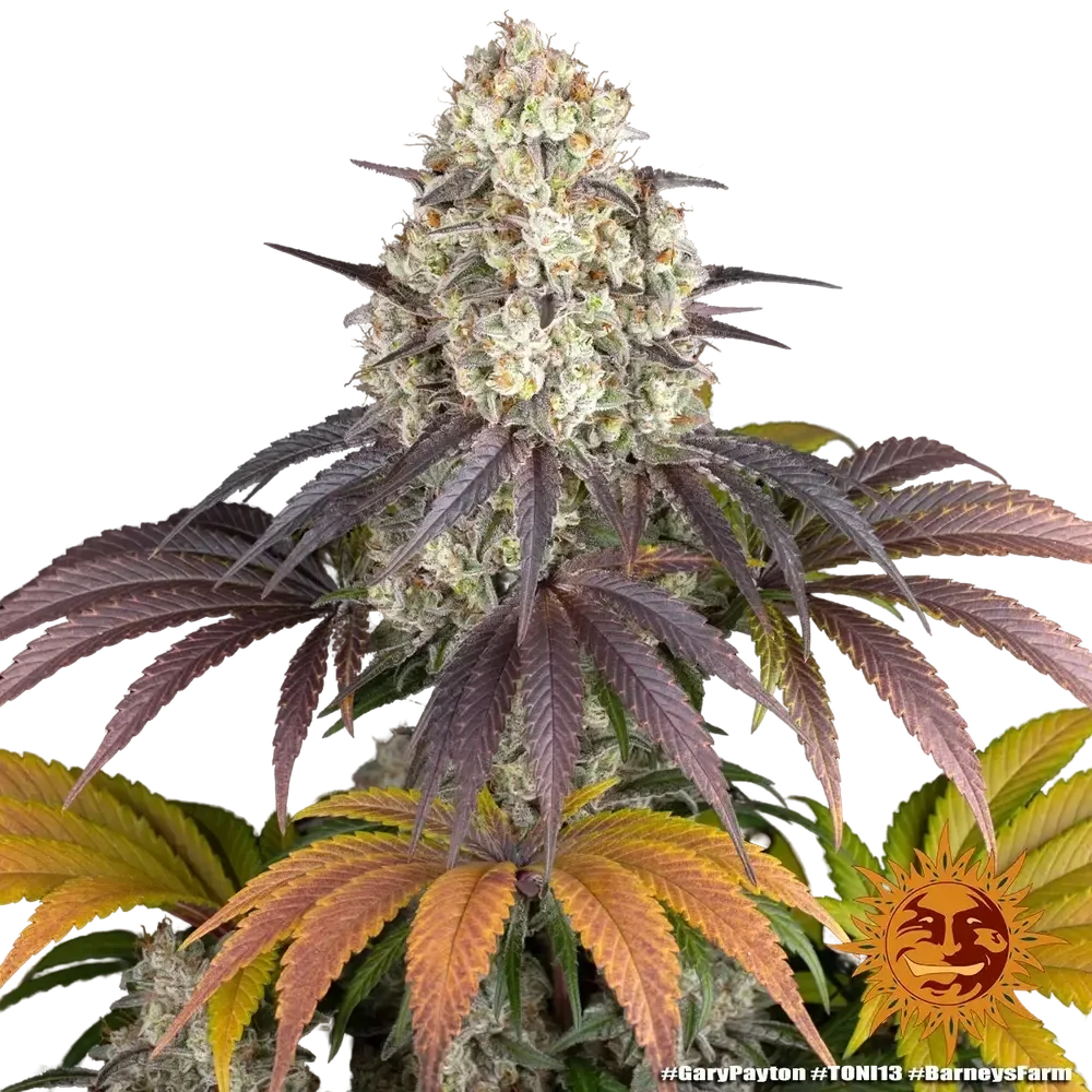 Gary Payton | PHOTOFEM | Barneys Farm - Freigestellt 2026-05-31