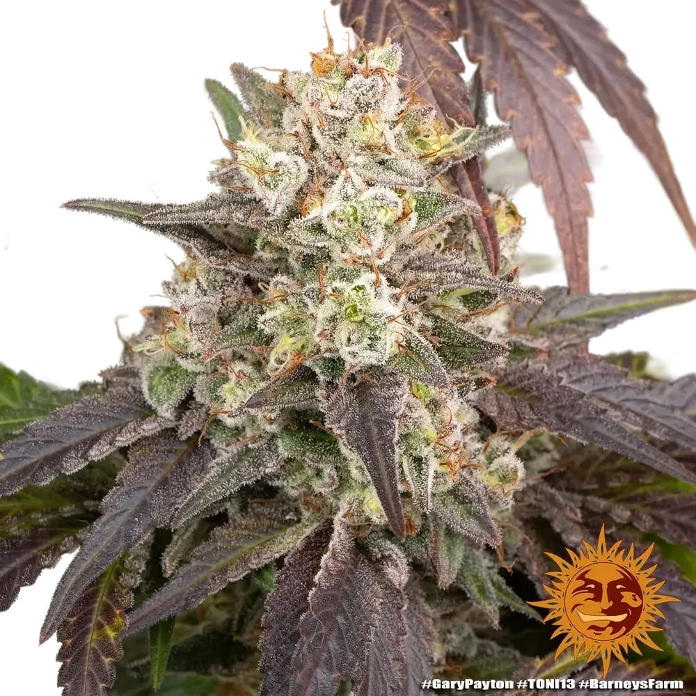 Gary Payton | PHOTOFEM | Barneys Farm - Freigestellt 2026-05-31