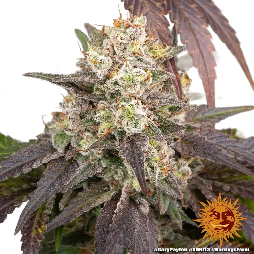Gary Payton | PHOTOFEM | Barneys Farm - Freigestellt 2026-05-31