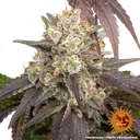 Gary Payton | PHOTOFEM | Barneys Farm - Freigestellt 2026-05-31