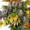 Gary Payton | PHOTOFEM | Barneys Farm - Freigestellt 2026-05-31