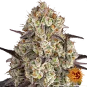 Gary Payton | PHOTOFEM | Barneys Farm - Freigestellt 2026-05-31