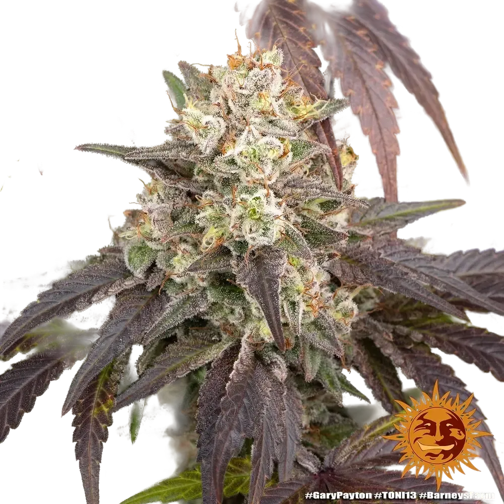 Gary Payton | PHOTOFEM | Barneys Farm - Freigestellt 2026-05-31