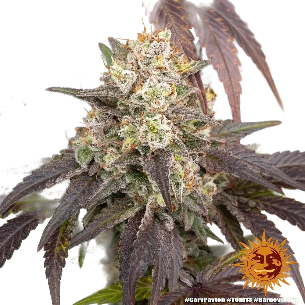 Gary Payton | PHOTOFEM | Barneys Farm - Freigestellt 2026-05-31