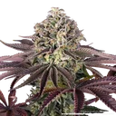 Granddaddy Purple | PHOTOFEM | Barneys Farm - Freigestellt 2026-05-31