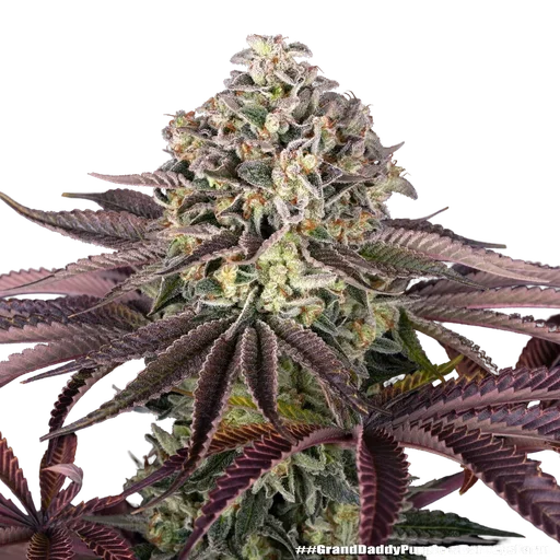 Granddaddy Purple | PHOTOFEM | Barneys Farm - Freigestellt 2026-05-31