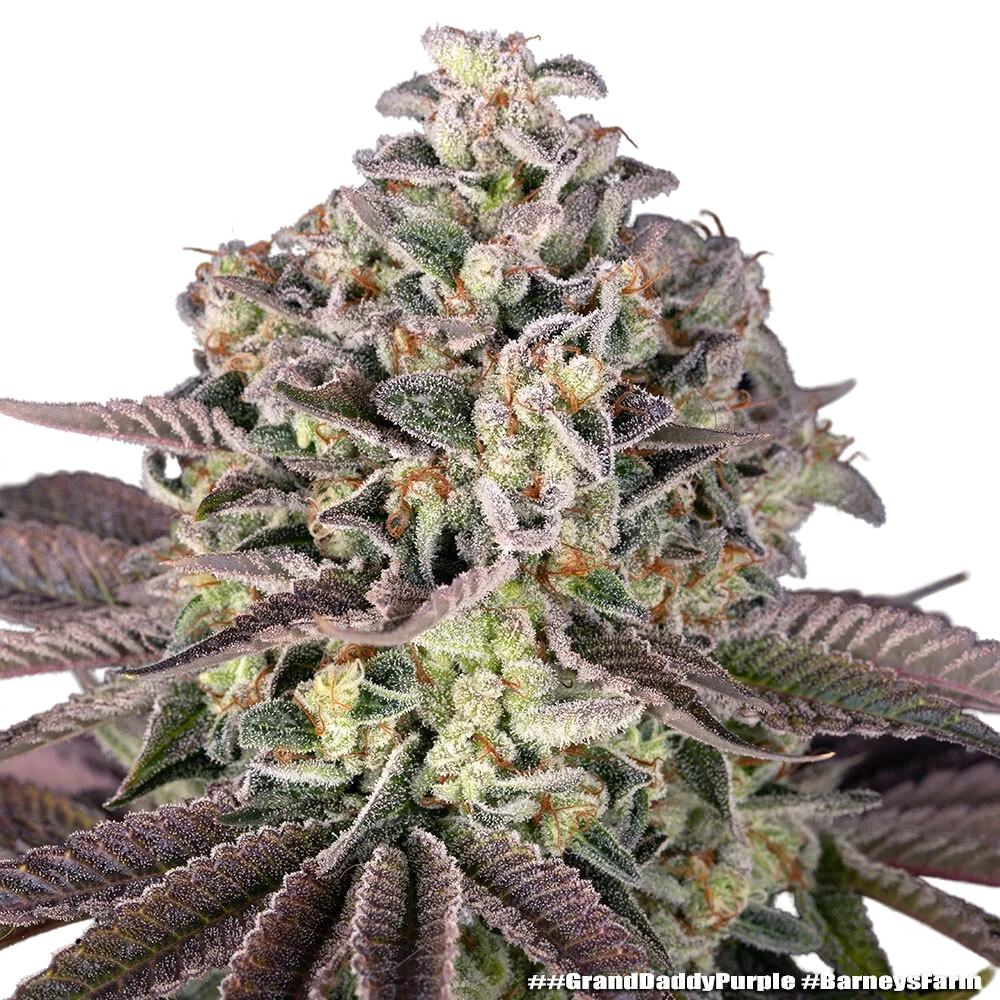 Granddaddy Purple | PHOTOFEM | Barneys Farm - Freigestellt 2026-05-31
