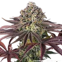 Granddaddy Purple | PHOTOFEM | Barneys Farm - Freigestellt 2026-05-31