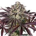 Granddaddy Purple | PHOTOFEM | Barneys Farm - Freigestellt 2026-05-31