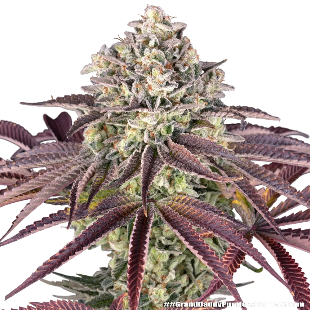 Granddaddy Purple | PHOTOFEM | Barneys Farm - Freigestellt 2026-05-31