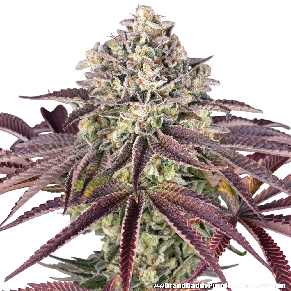 Granddaddy Purple | PHOTOFEM | Barneys Farm - Freigestellt 2026-05-31