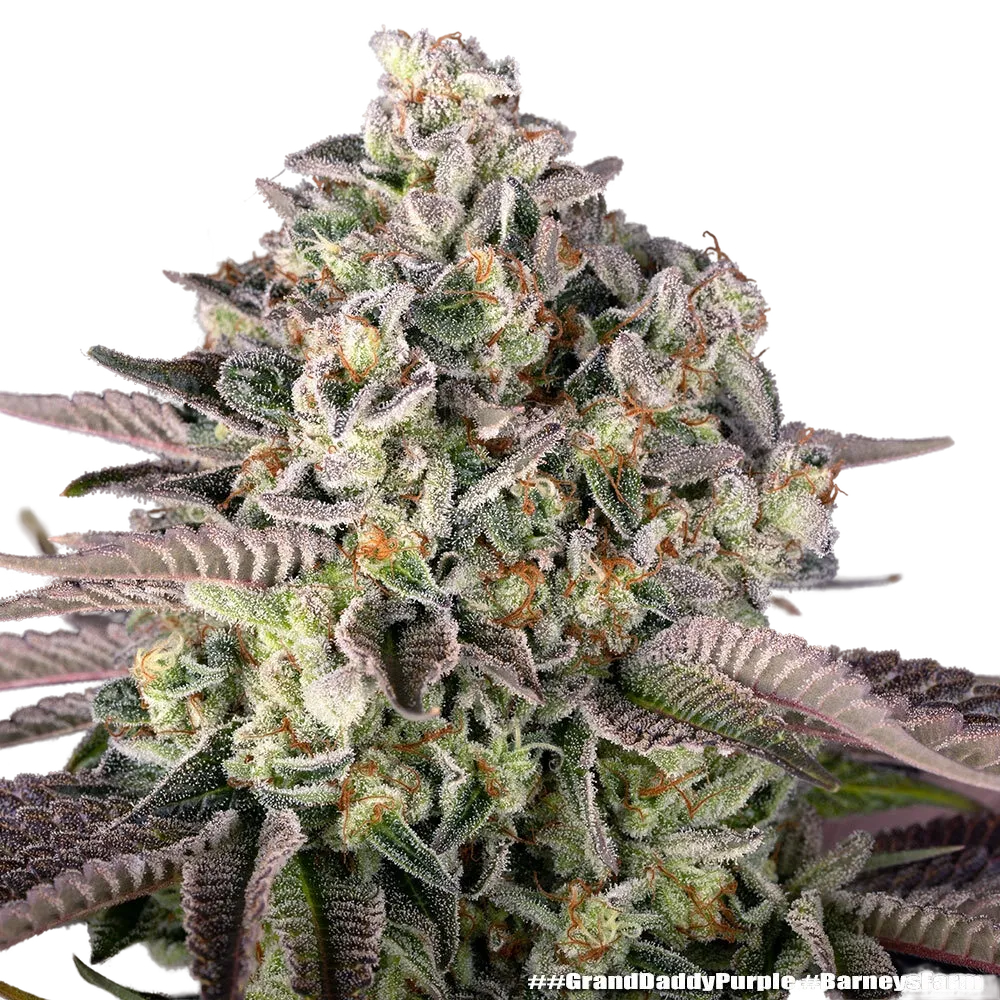 Granddaddy Purple | PHOTOFEM | Barneys Farm - Freigestellt 2026-05-31