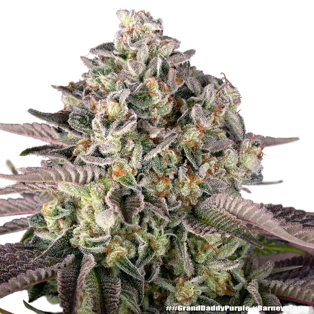 Granddaddy Purple | PHOTOFEM | Barneys Farm - Freigestellt 2026-05-31