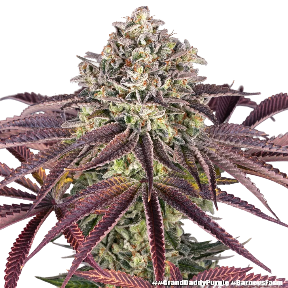 Granddaddy Purple | PHOTOFEM | Barneys Farm - Freigestellt 2026-05-31