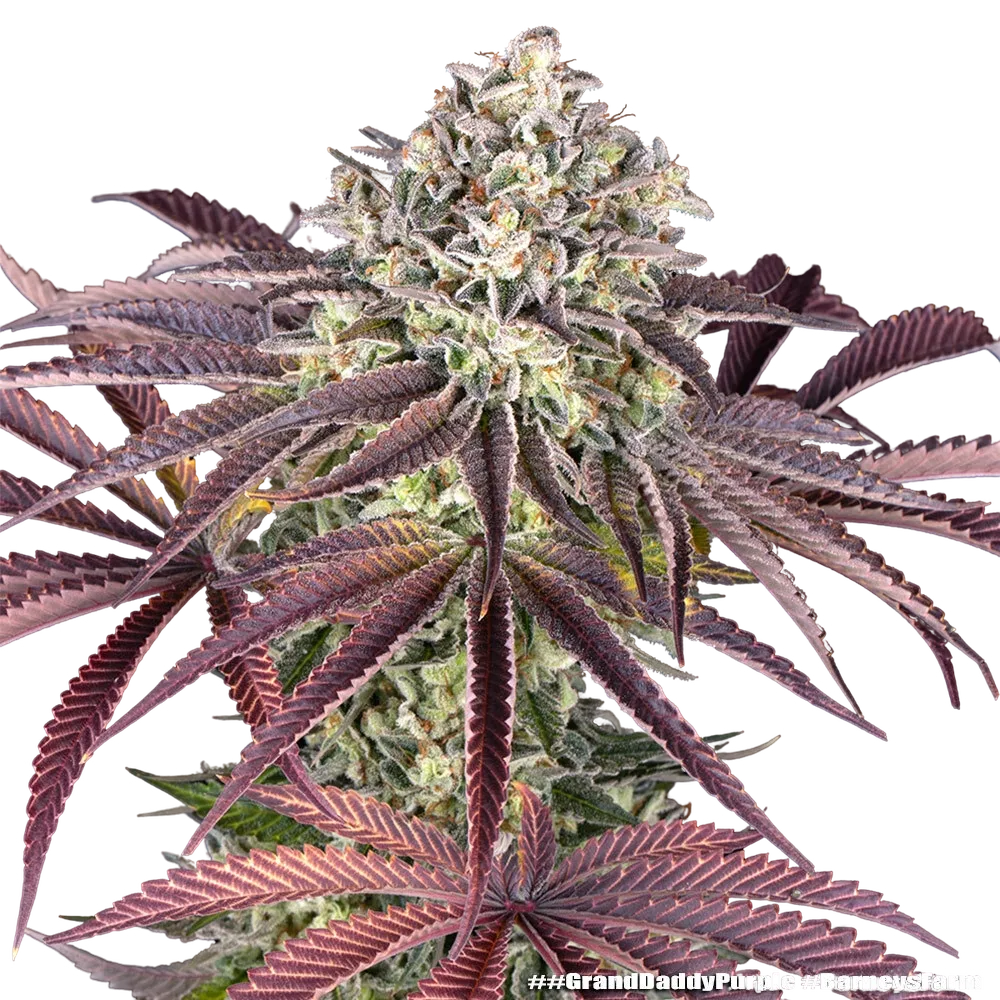 Granddaddy Purple | PHOTOFEM | Barneys Farm - Freigestellt 2026-05-31