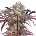 Granddaddy Purple | PHOTOFEM | Barneys Farm - Freigestellt 2026-05-31