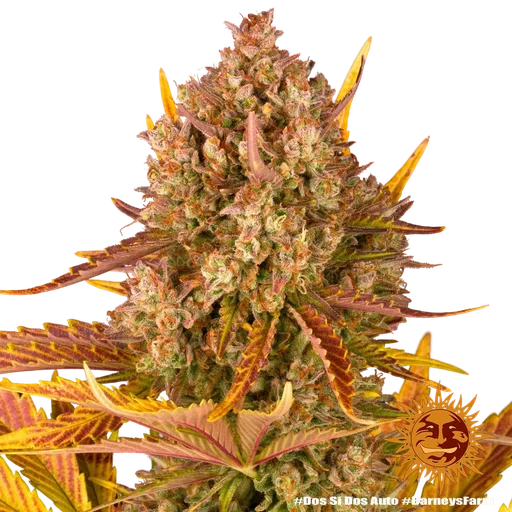 Dos Si Dos | AUTOFEM | Barneys Farm - Freigestellt 2026-05-31